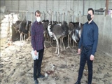 کشف و پلمب دو واحد کشتارگاه غیرمجاز شترمرغ در قرچک