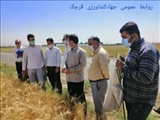 بازدید رئیس سازمان جهادکشاورزی استان تهران از مزارع گندم و کلزا شهرستان قرچک