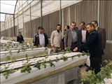 بازدید سرپرست فرمانداری قرچک از گلخانه ها در راستای رفع موانع تولید