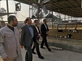 بازدید سرپرست فرمانداری قرچک از  واحد دامداری ۱۵۰۰ رأسی