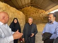 بررسی میدانی مشکلات تولیدکنندگان در بازدید فرماندار از واحد دامپروری و جوجه کشی قرچک